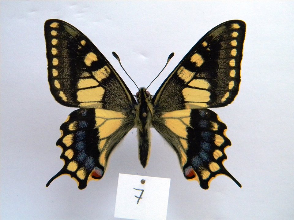 Papilio machaon (aberrant cold shock) 8 (Internet Image property of respective owner, non-commercial use only)
